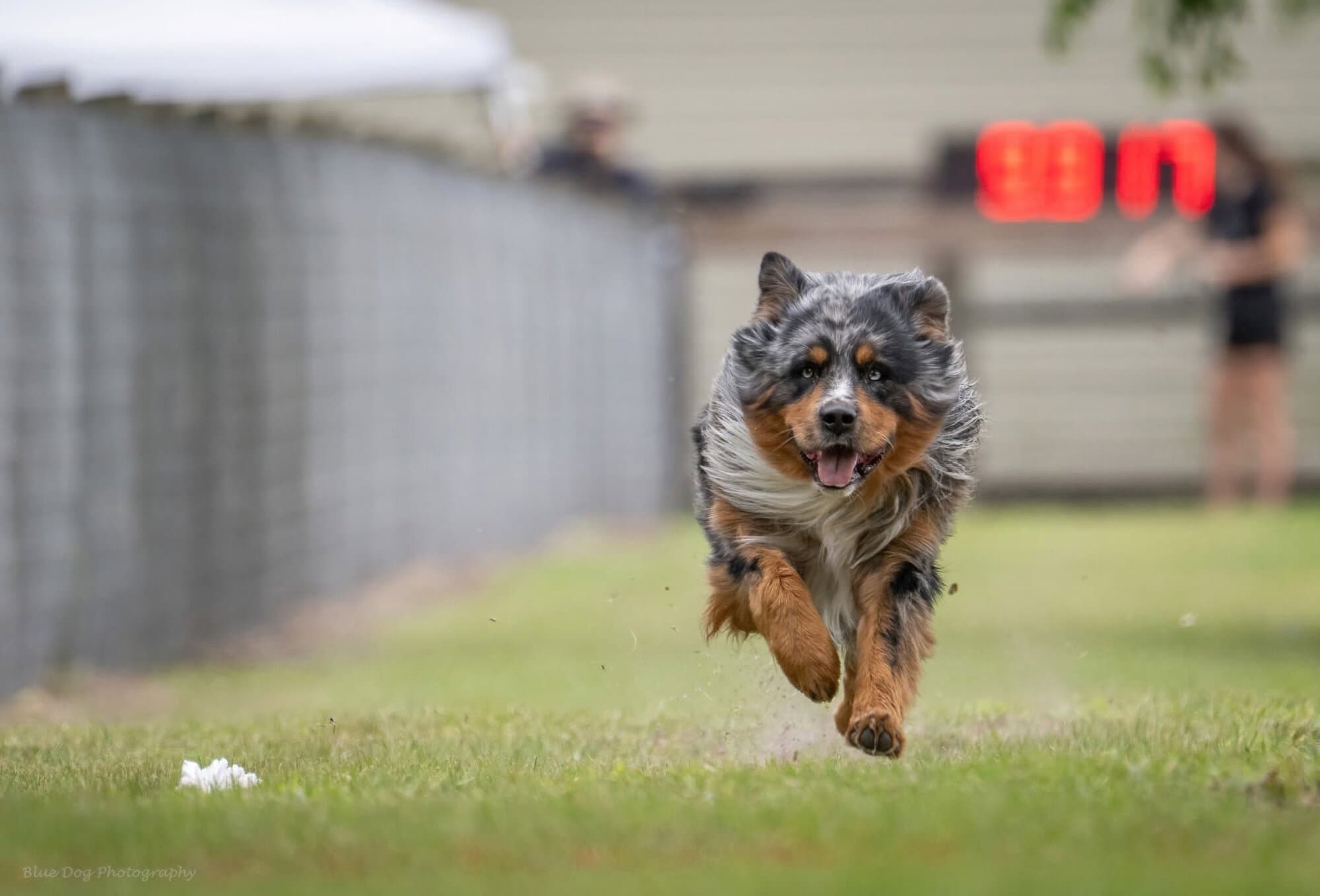 An Australian shepherd running full speed down a training lane
