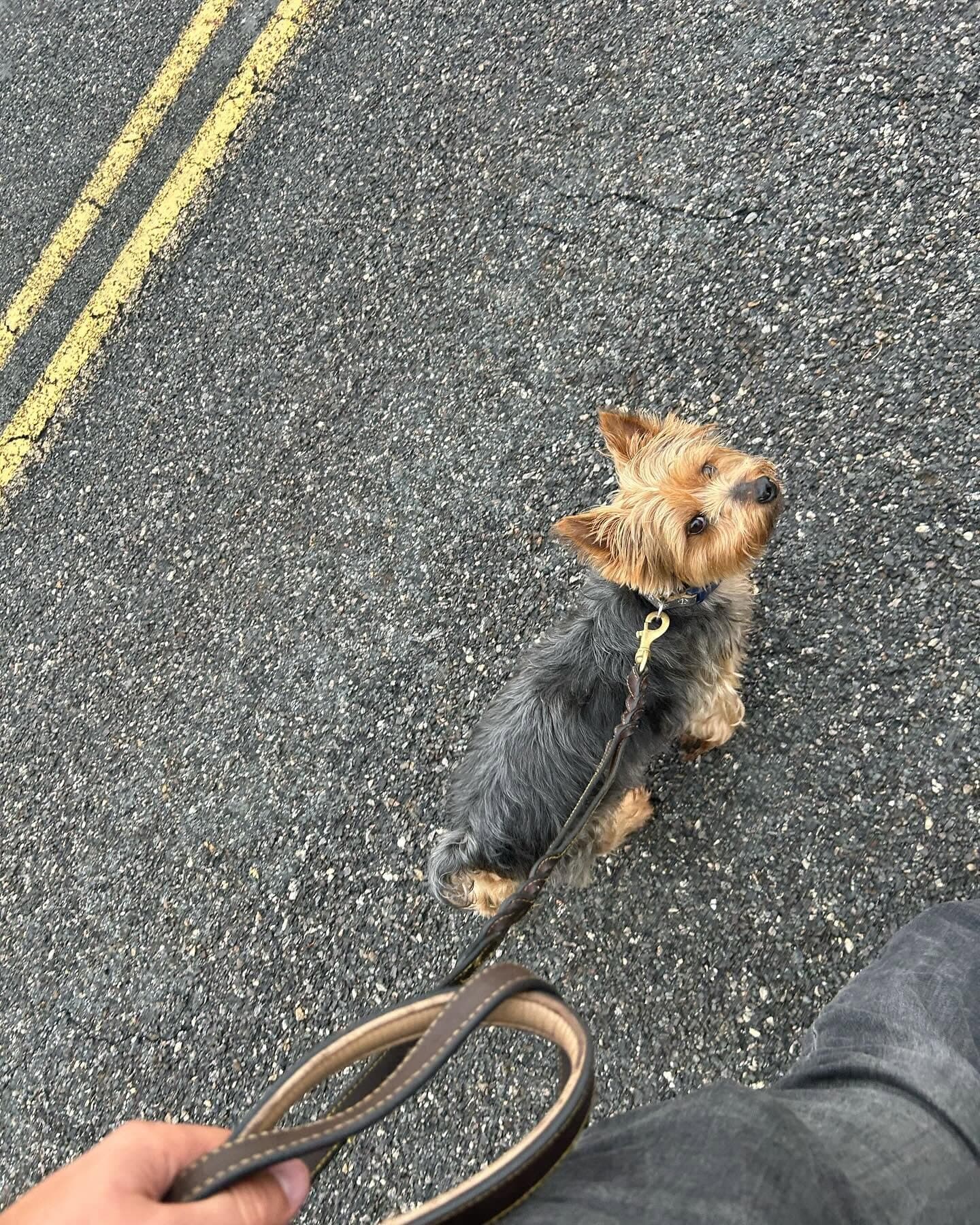 A Yorkshire terrier on a leash walking along a quiet road