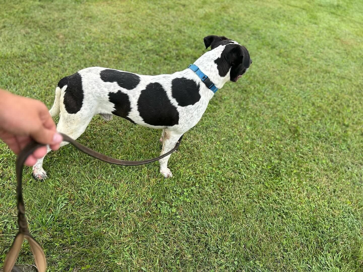 A black and white spotted dog walking on a loose leash beside its handler