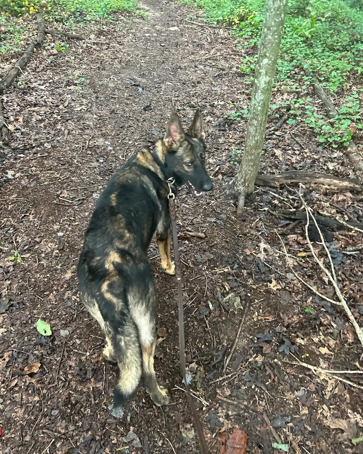 A German shepherd with its nose down, searching through leaf litter