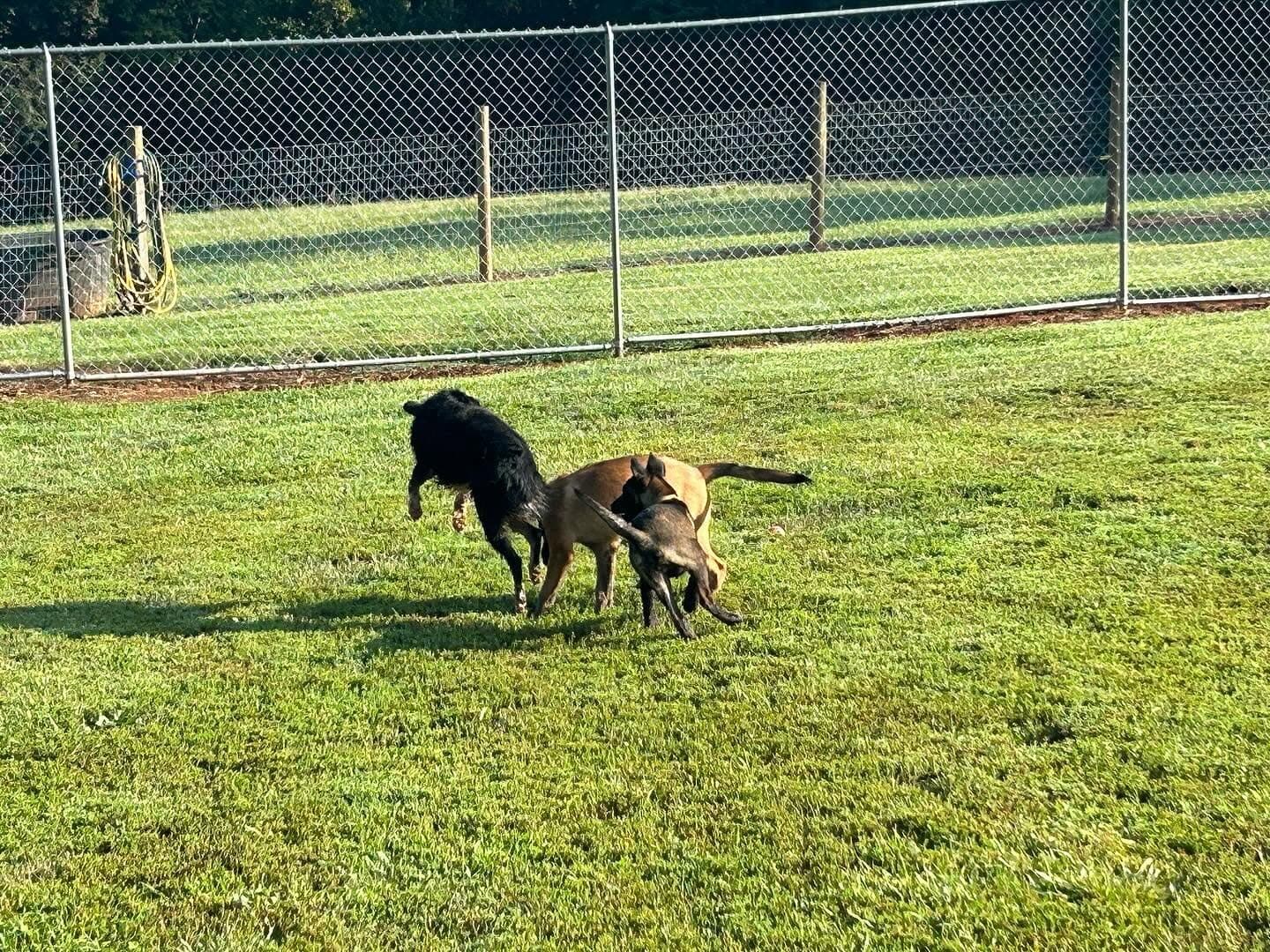Three dogs playing together inside a fenced grass yard