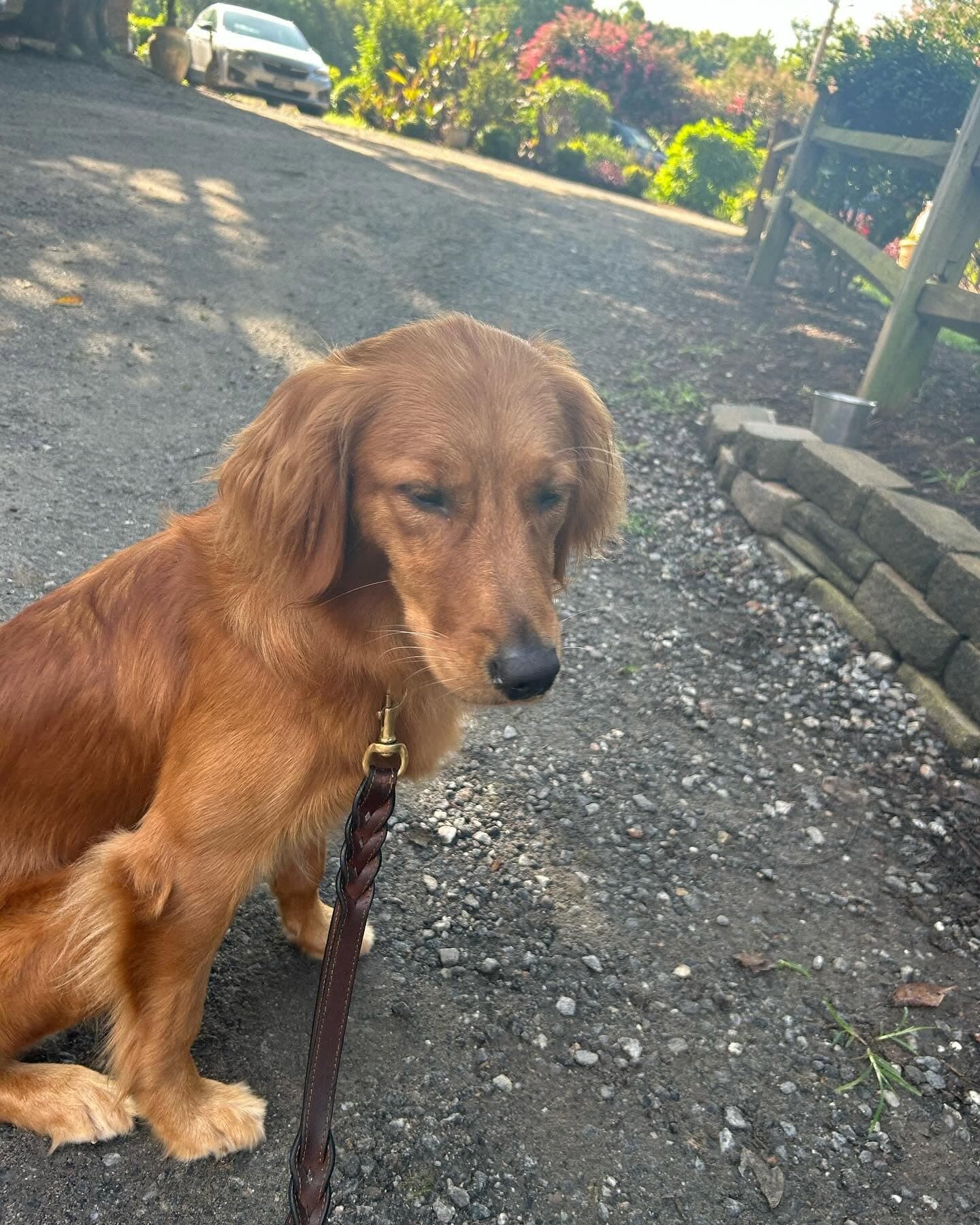 A young golden retriever sitting on a gravel path on a walk